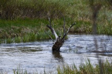 Tronco de árbol en el río