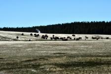 Bisonte a Yellowstone