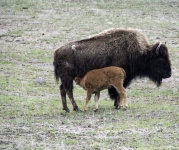 Enfermagem de bezerros de bisonte