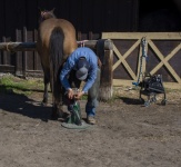 Horse Being Shoed
