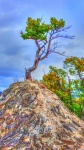 Lone Tree On Rock