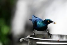 Greater Blue Eared Starling eating