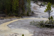 Hot Spring Stream In Yellowstone