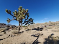 Paesaggio del deserto di Joshua Tree