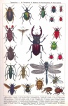 Beetle insetto arte vintage