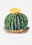 Arte vintage di cactus vecchio