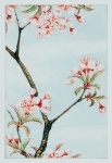 Cherry blossom flower vintage art