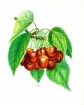 Cerejas frutas pintura vintage