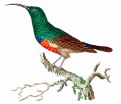 Arte vintage com colibri