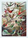 Arte vintage di colibrì uccello