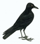 Corvo pássaro corvo vintage
