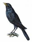 Corvo pássaro corvo vintage
