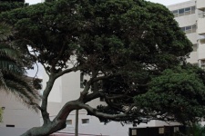 Large coastal milkwood tree