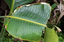 Large Torn Green Leaf In A Forest