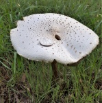 Grand champignon blanc dans l'herbe