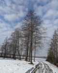 Erdő, Lengyelország
