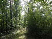 森林, 波兰