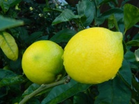 木の上のレモン