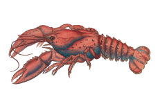 Ilustração vintage de lagosta