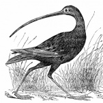 Long-nilled Curlew