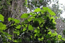 Luminous leaves against vegetation
