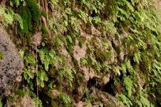 Haarmosvarens op waterval klif
