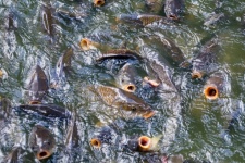 Mnoho ryb ve vodě