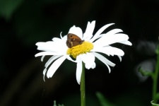 Marguerite und Schmetterling