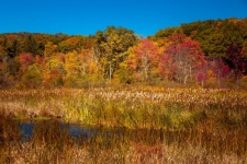 Marshland In Autumn