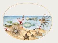 Arte vintage de la vida marina