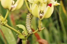 Monarch Butterfly Caterpillar 3