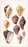 Moules escargots art vintage