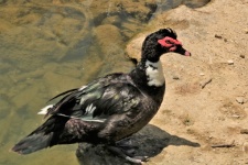 Muscovy Duck On Lake Shore