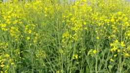 Campo de flores amarillo mostaza