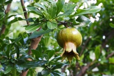 New young immature pomegranate