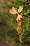 Eichenblatt im Frühjahr