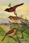 Peinture Oiseau d'Oriole du Verger