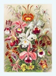 Orchidea virágok vintage művészet