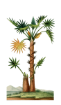 Ilustración vintage de palmera
