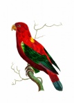 Papegoja fågel vintage konst