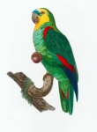 Arte vintage de pássaro papagaio
