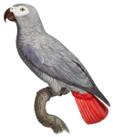 Papoušek pták vinobraní umění