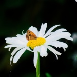Borboleta em uma flor