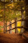 Cesta v lese na podzim