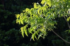 Galho de árvore de noz-pecã com folhas