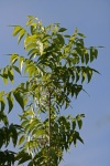 Galho de árvore de noz-pecã com folhas