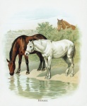 Sztuka vintage zwierząt konia