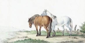Horse animal vintage art