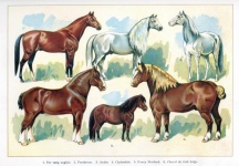 Cavalos arte vintage antiga