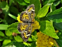 Phaon Crescent Butterfly Close-up